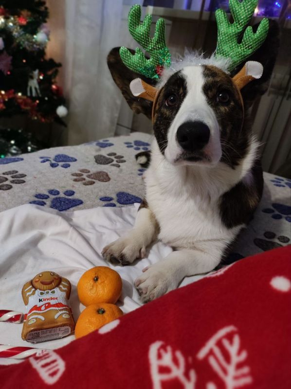 Саратовцы рассказали, где планируют встретить Новый год