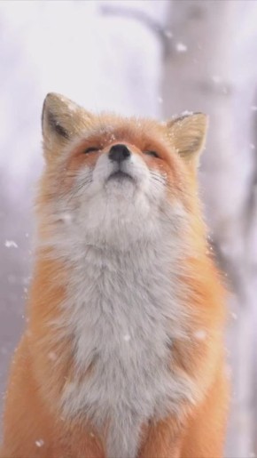 Доброго утра!. Видео Nation Geographic