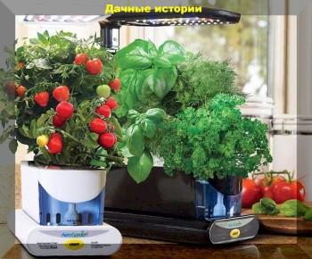 Зеленый лук на подоконнике: легкий путь к домашнему огороду зимой