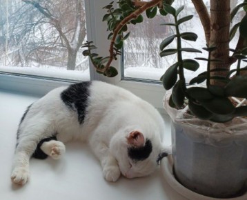 Сегодня - 25 декабря, четверг