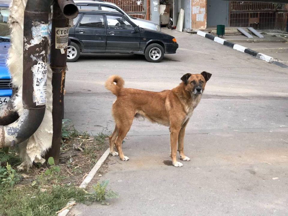 В Саратовской области с января по ноябрь 2025 года зафиксировано 5,6 тысячи нападений животных на людей, сообщает Роспотребнадзор