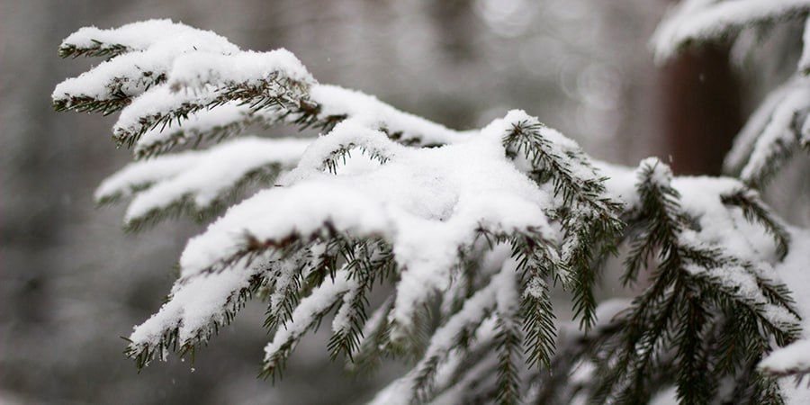 � ����������� ������� ����� ��������� ������ ��������: �����, �������� � ������