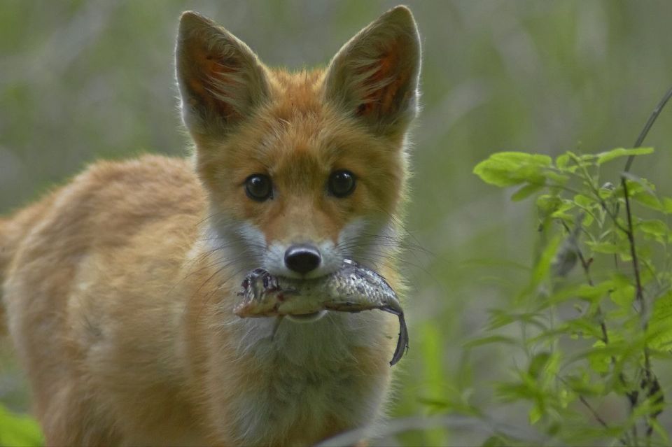 � ������ 2026 ���� ������������ ������� �� ������ ������