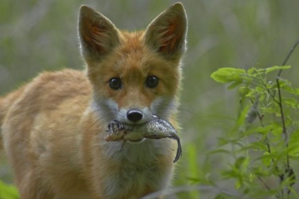 � ������ 2026 ���� ������������ ������� �� ������ ������