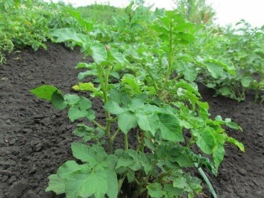 ������ ������ ��������� ����� ������������: �������� ������� � ���� �������