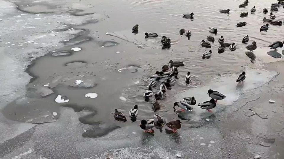 ������� - 27 �������, �������