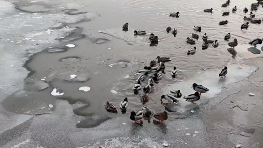 ������� - 27 �������, �������