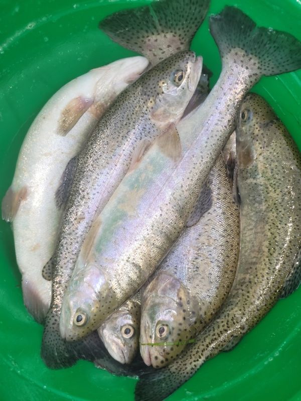 Форель из собственного пруда: как организовать свой успешный улов