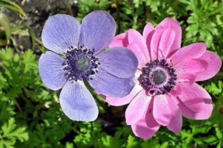 ����������� ����������� ��������: ������� ��������� �����������