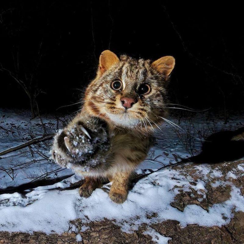 Амурский лесной кот желает доброго утра!