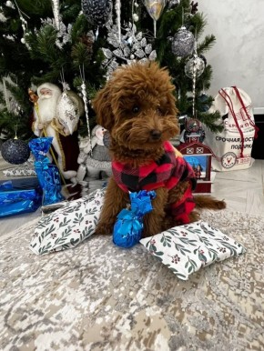 �������� ��� ���� ����� ������ ������� ��������