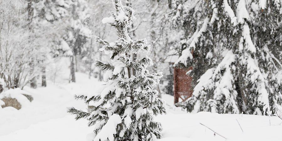 В Саратовской области последняя рабочая неделя 2025 года начнется со снегопадов