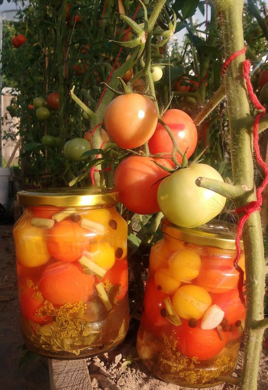 Неповторимые маринованные помидоры: сочетание вкуса и аромата