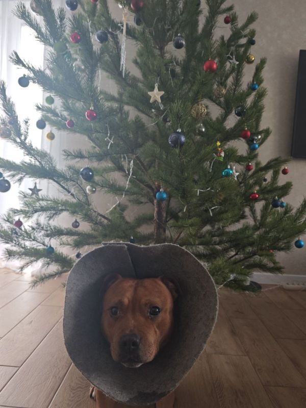 Сегодня - 29 декабря, понедельник