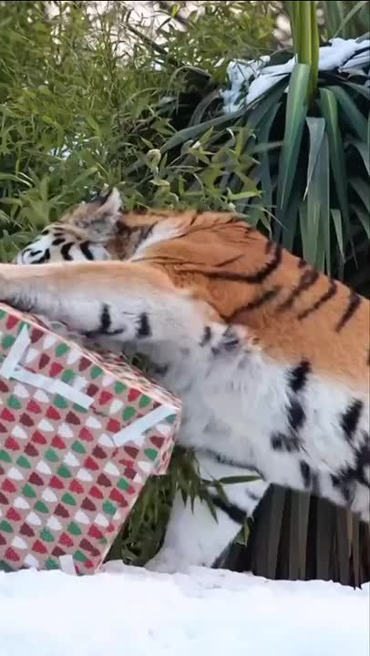 ���������� ��������! ��� ������!