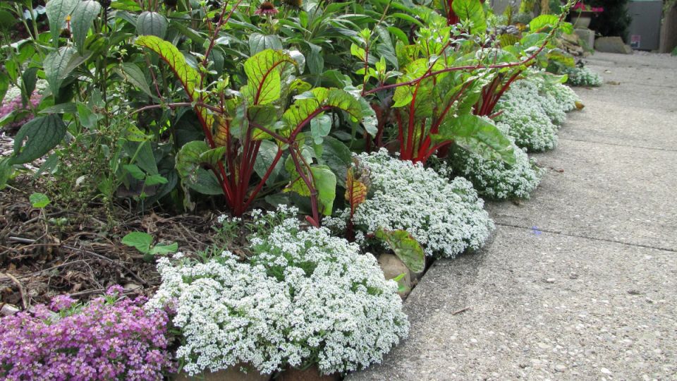 ����������� ������� �����: ��� ������ ���������� �������� ���� ��� �������