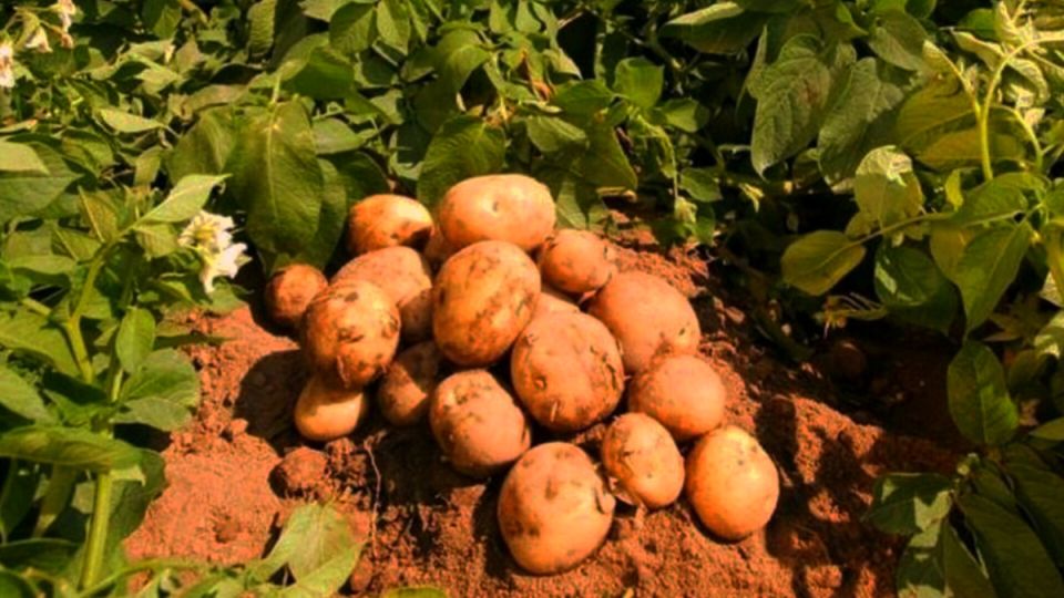 Как белорусские фермеры нашли оригинальное решение проблемы проволочника