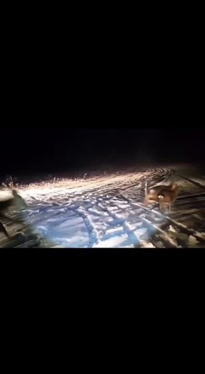 В охотхозяйство под Саратовом привезли 45 пятнистых оленей