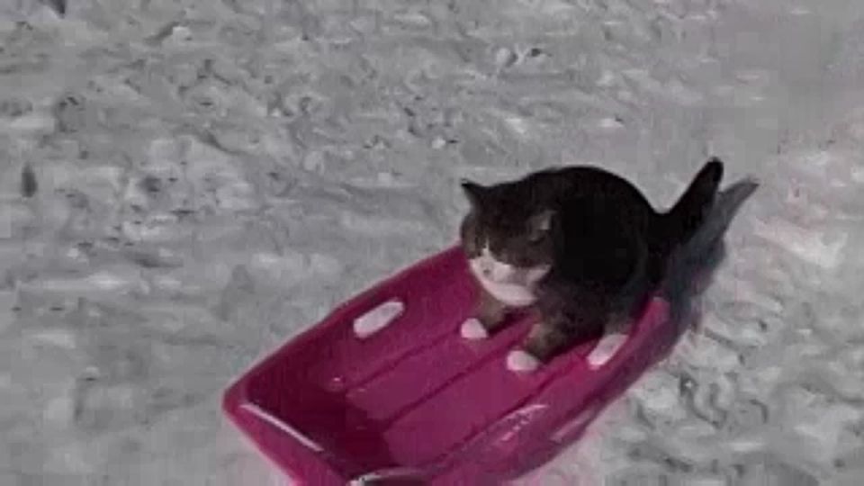 ��� �������� ����� � ���������� ���������?