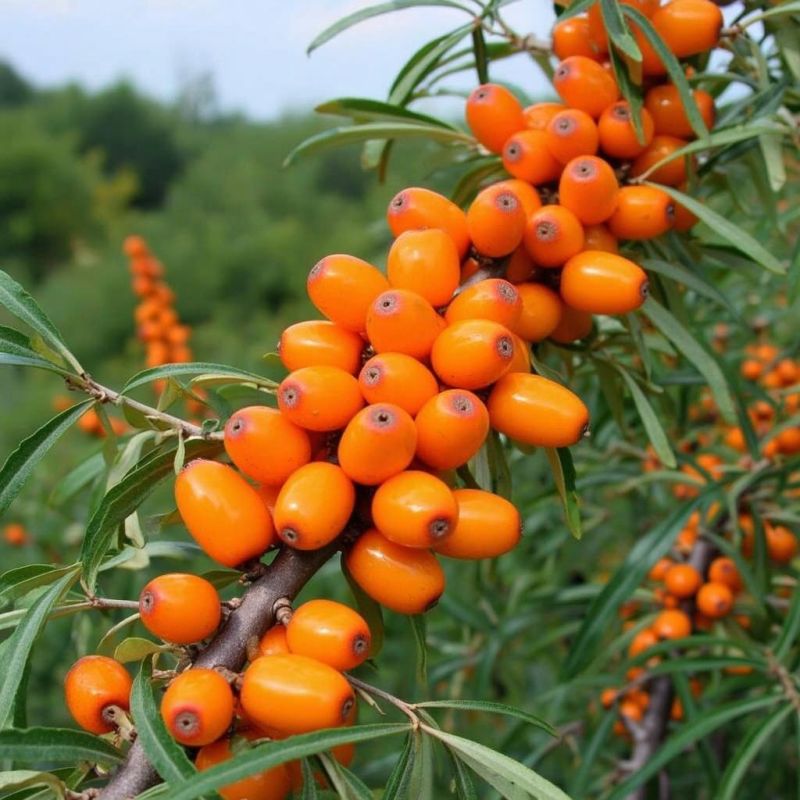 ������� �����: ������� ����� ������� ��������