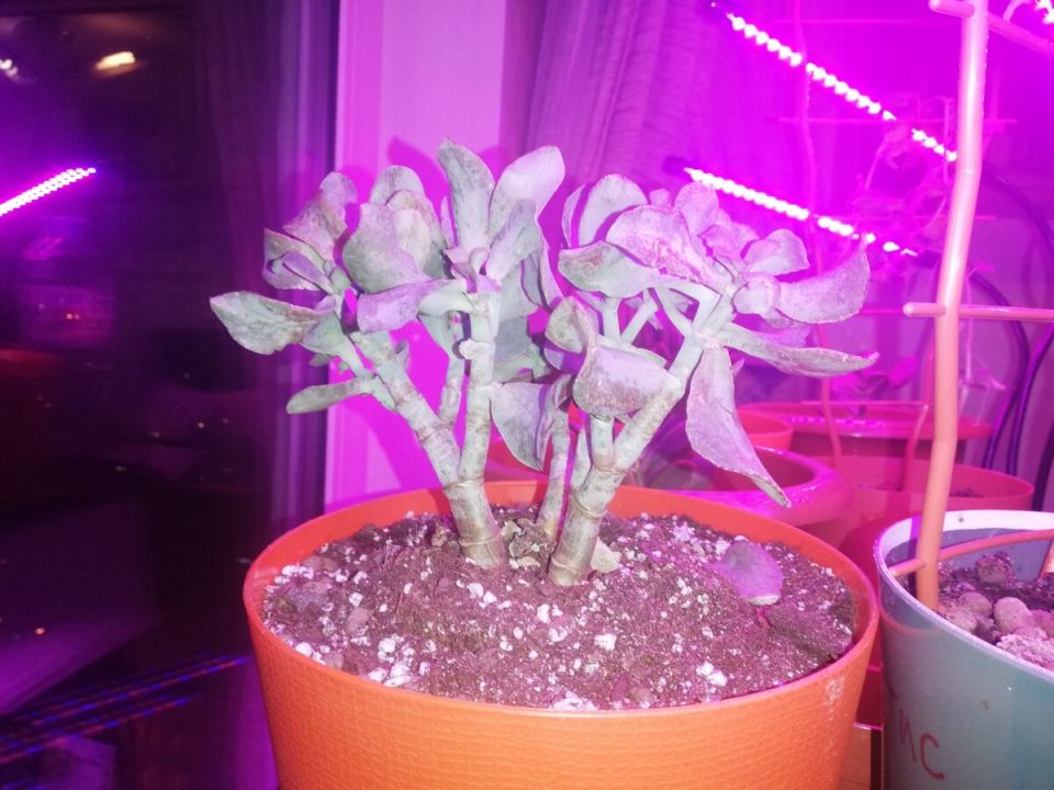 ��� ������ �������� �� ������������ ���� �������� ������������