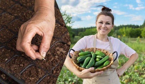 ������� ����� �������: ��� �������� ������ ����������� �������