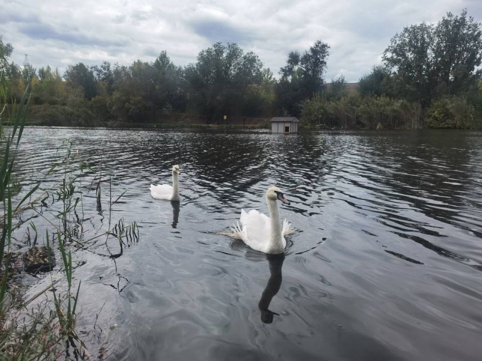 Двух лебедей отвезли в теплые края на поезде — птицы не смогли улететь и были обречены на гибель