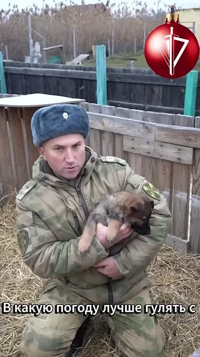 Даже самый надёжный друг и защитник когда-то был маленьким пушистым комочком, которому особенно нужны забота и внимание