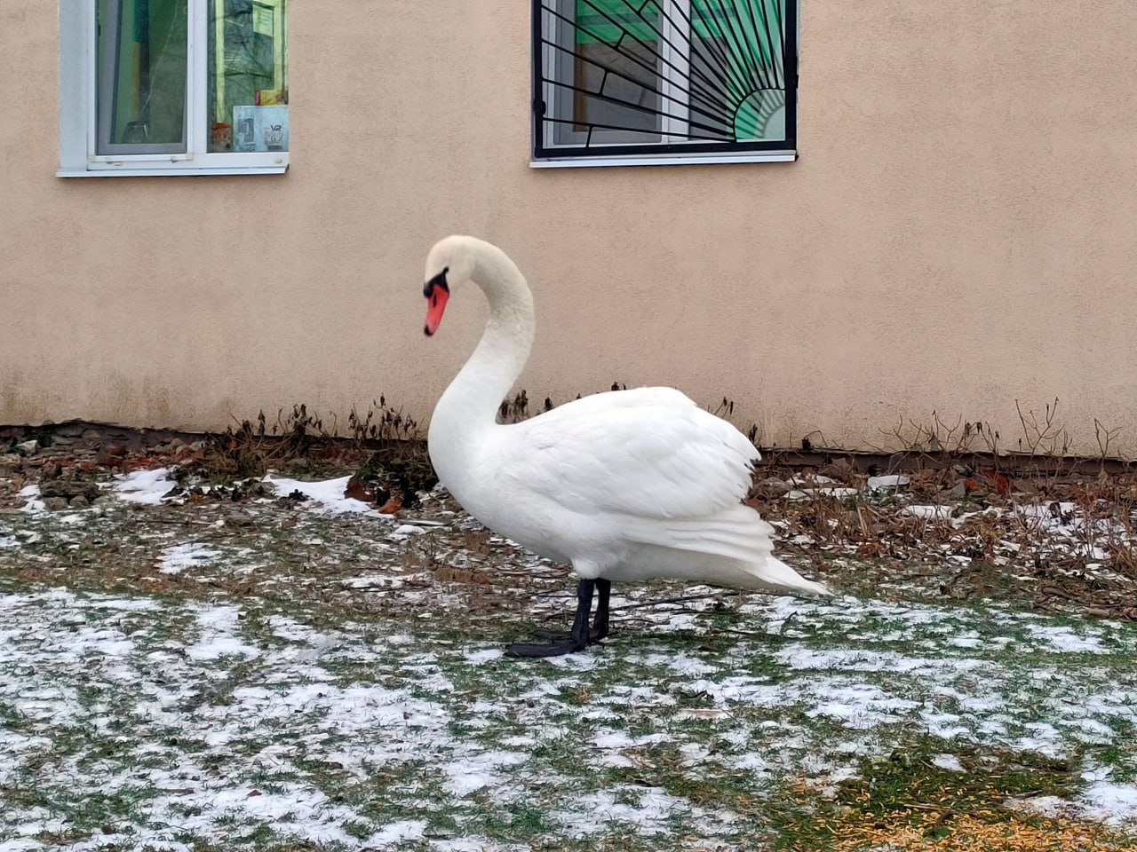 Под Саратовом ветеринары спасли лебедя после удара током Под Саратовом ветеринары спасли лебедя после удара током
