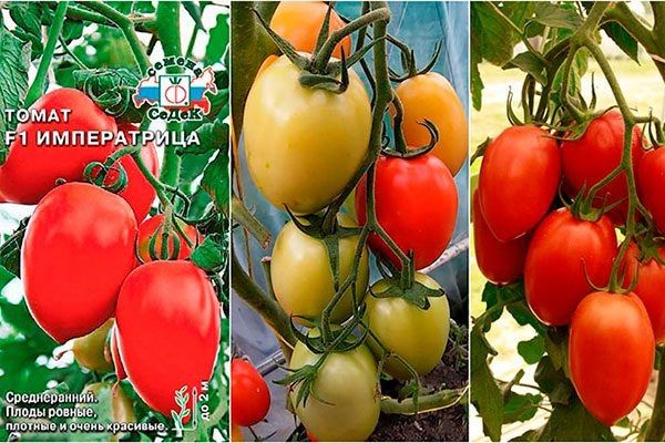 Томаты Императрица: как получить вкусный урожай на вашем огороде