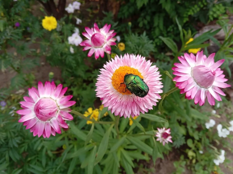 Гелихризум прицветниковый: неприхотливое чудо для вашего сада