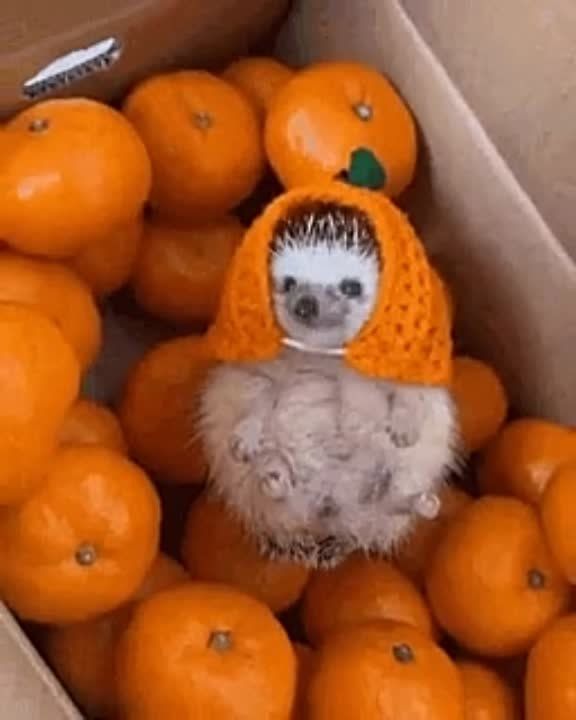 12-дневные каникулы могут повториться только в 2032 году