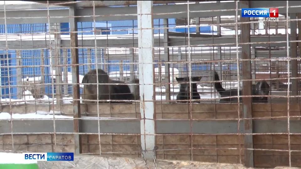 Сердце полное добра. Пятилетняя жительница Саратова Василиса Курочкина помогает волонтерам спасать бездомных животных