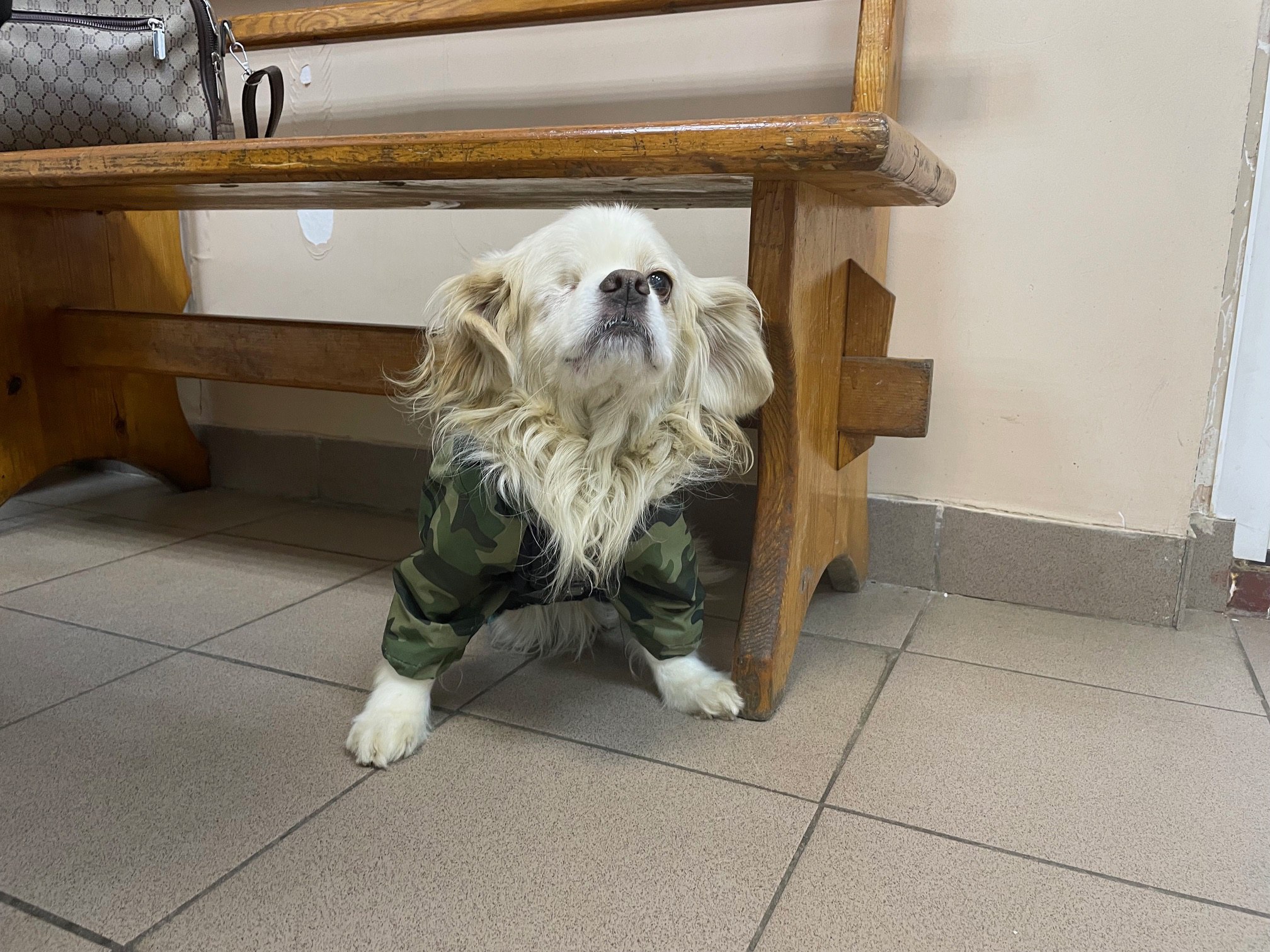 В праздничные дни ветеринары проводили операции, делали прививки и лечили неврологические расстройства В праздничные дни ветеринары проводили операции, делали прививки и лечили неврологические расстройства