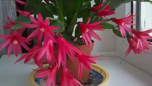 ������ ���� �������� ���������� ��������� ������ �����: ��������� ����������