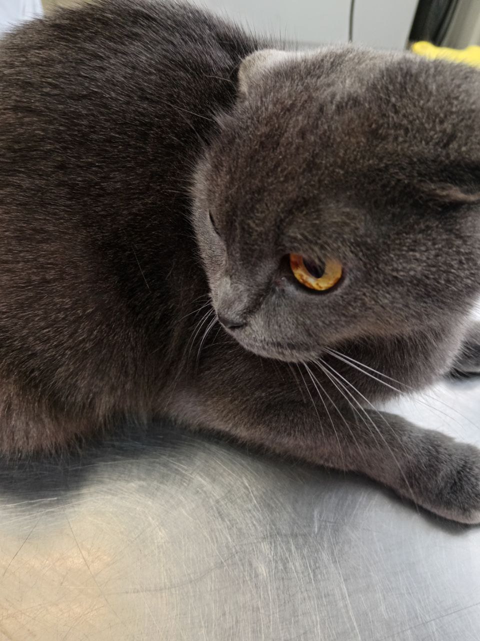 В праздничные дни ветеринары проводили операции, делали прививки и лечили неврологические расстройства В праздничные дни ветеринары проводили операции, делали прививки и лечили неврологические расстройства