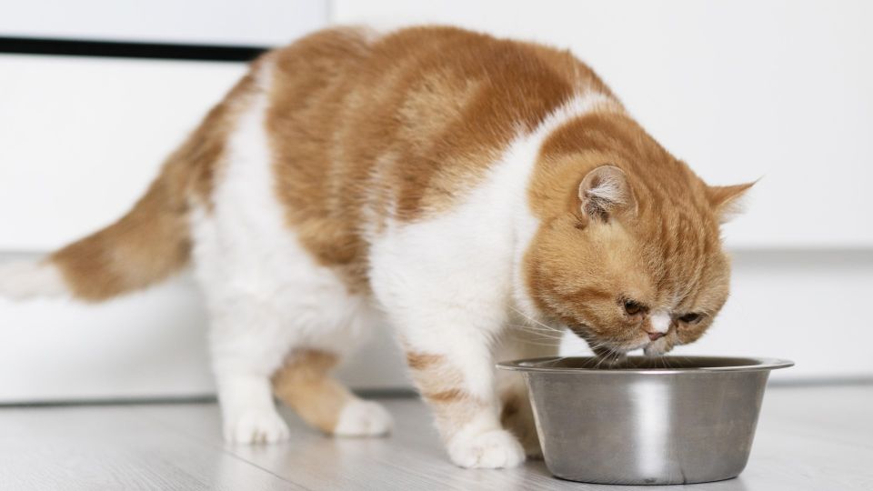 Надпись «премиум» — пустышка: на упаковке кошачьего корма должны быть эти слова