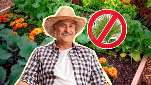 ��� �� ��������: ��� �����-��������� ����� �������� ���� ����� ���