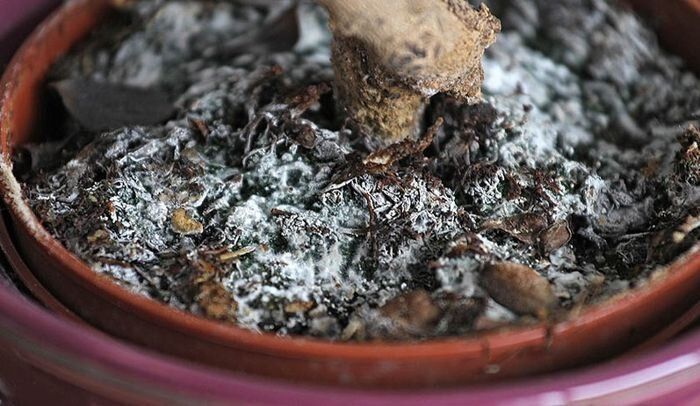 Как избавиться от белого налета в цветочных горшках: советы по уходу за комнатными растениями