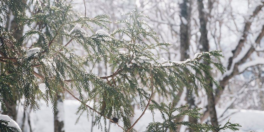 � ����������� ������� ������� ������ � ������� ������