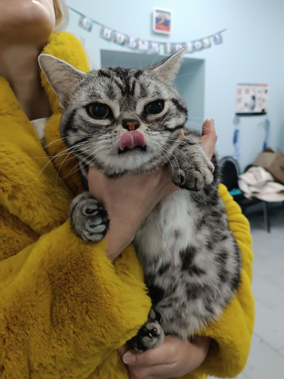 В праздничные дни ветеринары проводили операции, делали прививки и лечили неврологические расстройства В праздничные дни ветеринары проводили операции, делали прививки и лечили неврологические расстройства