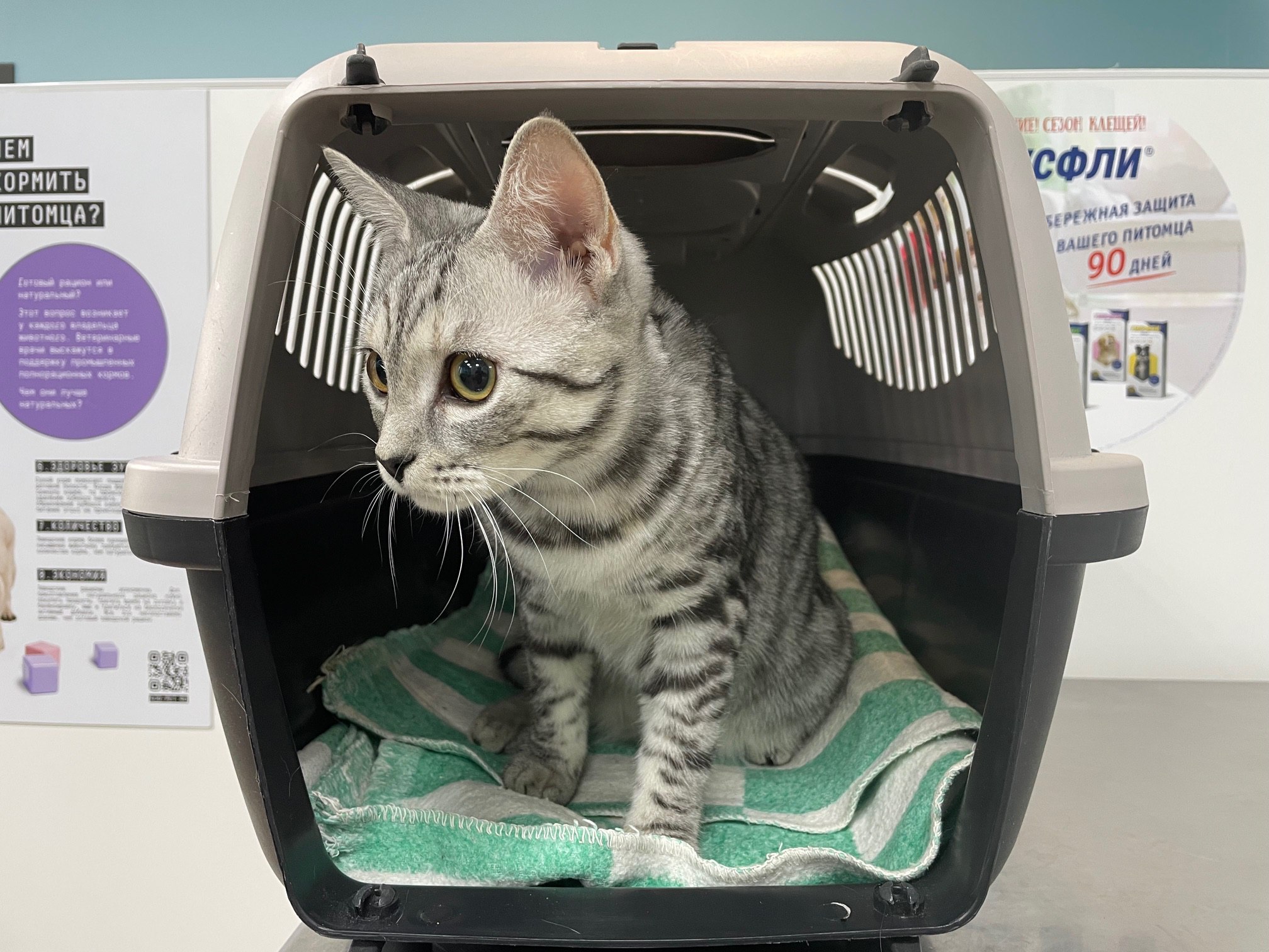 В праздничные дни ветеринары проводили операции, делали прививки и лечили неврологические расстройства В праздничные дни ветеринары проводили операции, делали прививки и лечили неврологические расстройства