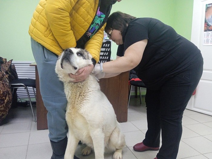 В праздничные дни ветеринары проводили операции, делали прививки и лечили неврологические расстройства В праздничные дни ветеринары проводили операции, делали прививки и лечили неврологические расстройства