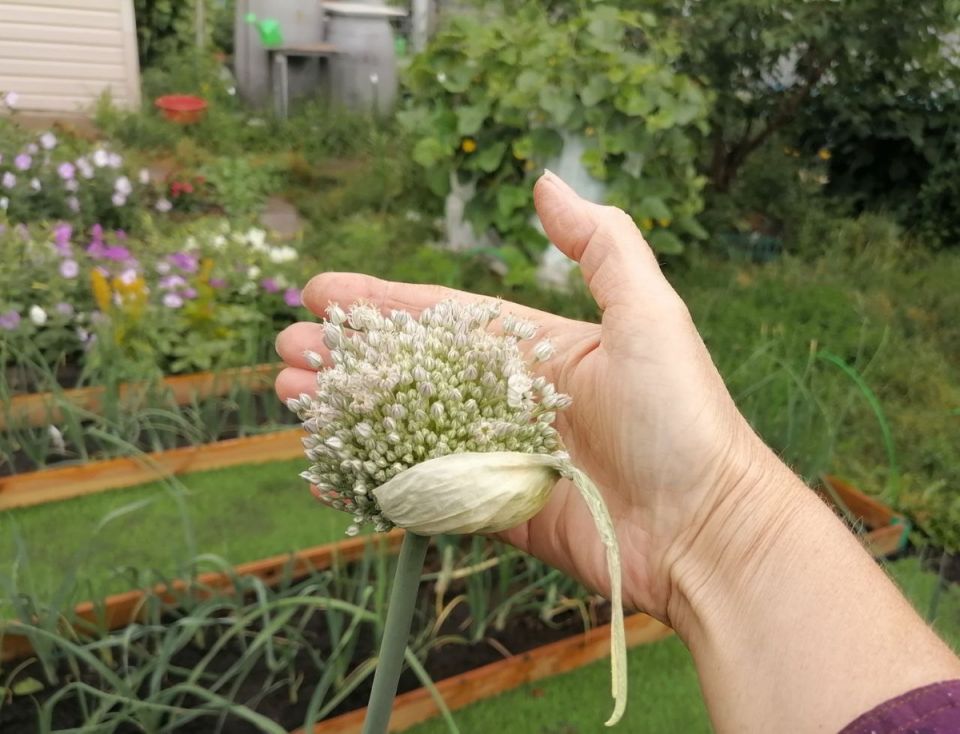 ������� �� ������ ����-�����: �������� ������� ������ ��������� ������