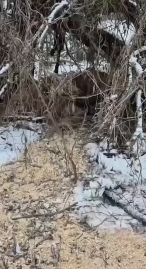 ����������� �������� ����������� �� ����� ����� ��������� �������