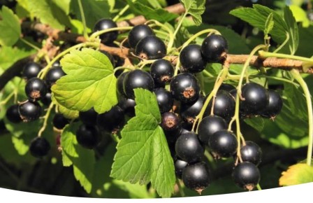 ��� �������� ��������� �� ����������