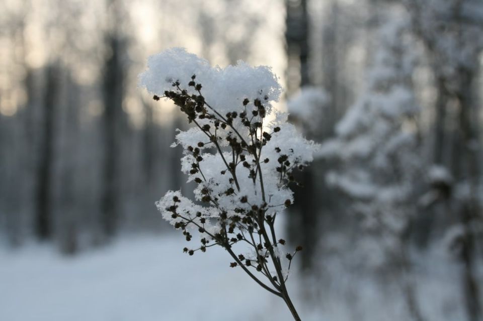 В Саратовской области прогнозируют похолодание до -12 градусов