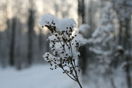 � ����������� ������� ������������ ����������� �� -12 ��������