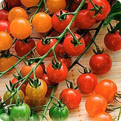 Сладкое чудо на вашем балконе: как вырастить томат «Конфетное дерево»