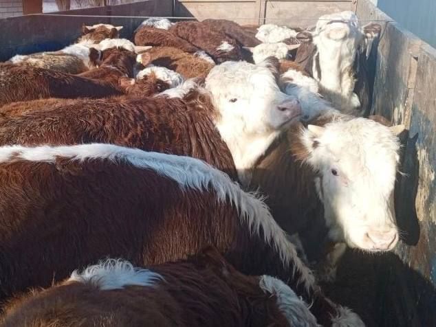 ������ ��� �� ������ �� ���������� ����������� ������� ��������� ��� ��� ������������ ���������������� ����������